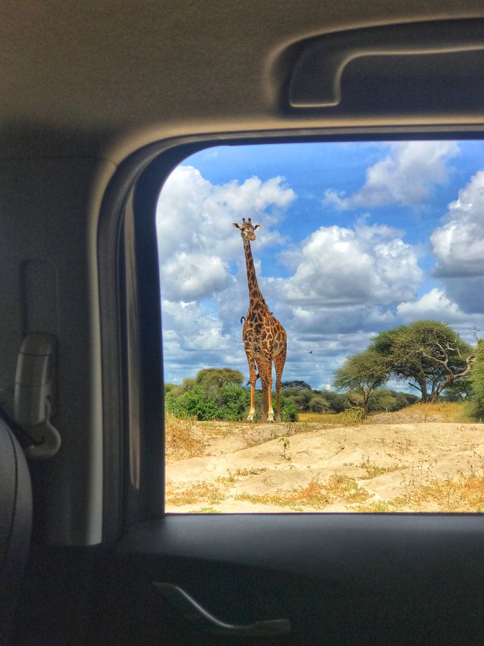 Giraffe view through car window on African savanna with cloudy sky.